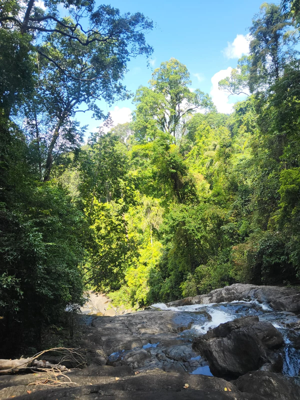 Water flowing over rock surrounded by forest
