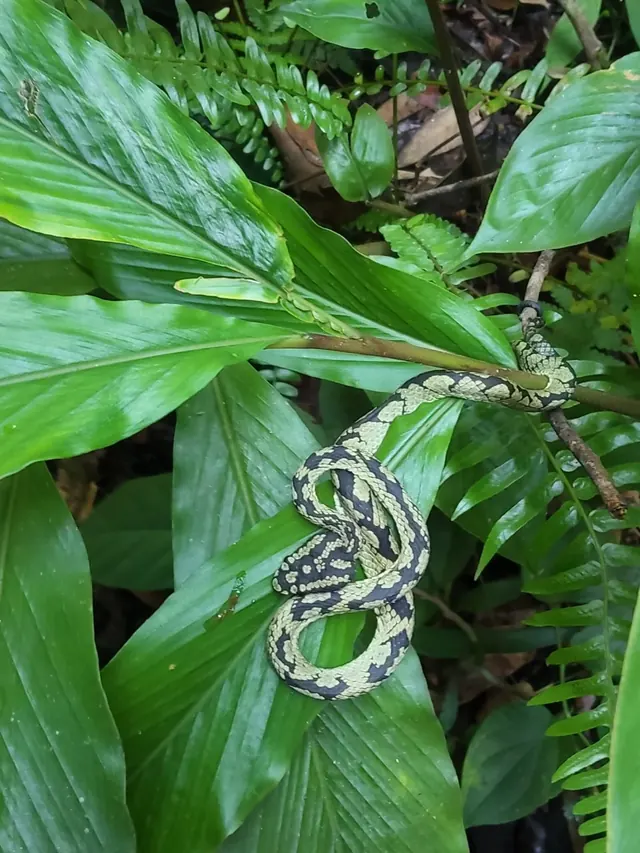 Green and black patterned Sri Lankan pit viper curled on rainforest leaves