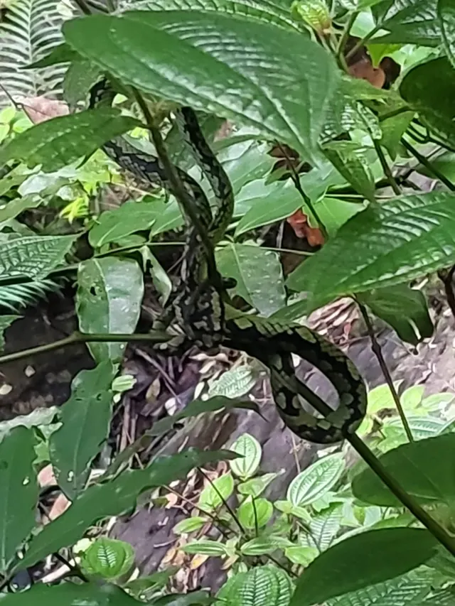 Sri Lankan pit viper resting between leafy branches