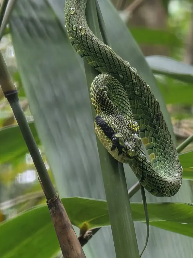 Close view of a Sri Lankan green pit viper among leaves