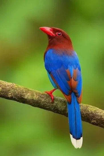 Sri Lanka blue magpie, locally known as Kahibella, perched on a branch