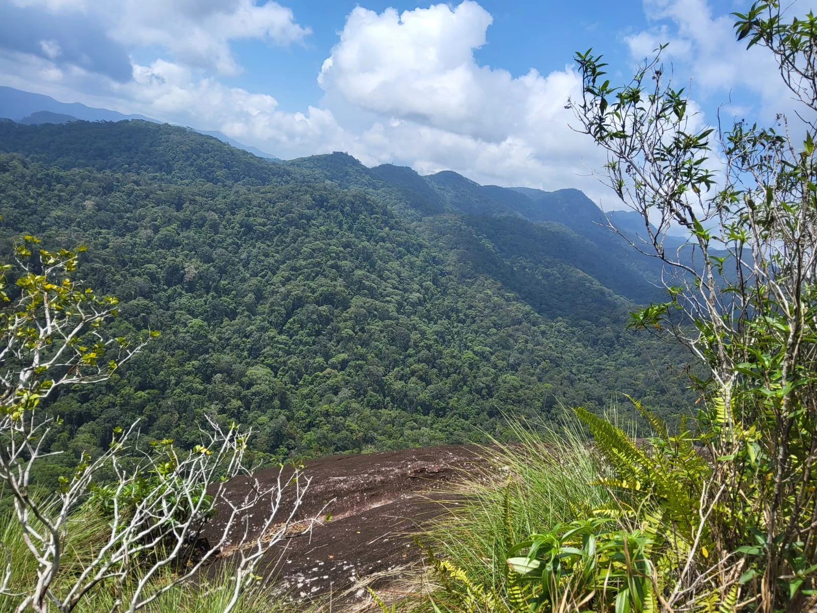 Expansive views of green rainforest mountains