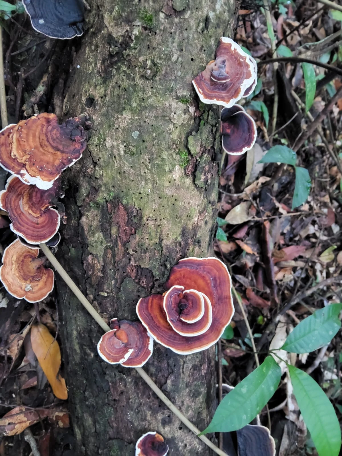 Rust coloured bracket fungi growing on a fallen tree