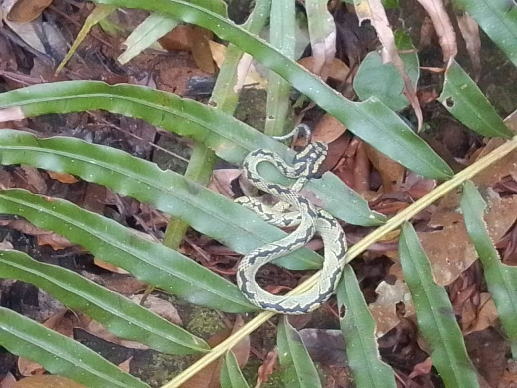 A patterned green snake curled among leaves