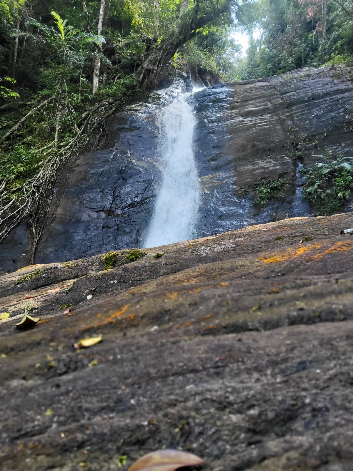Waterfall cascading down a forest rock face
